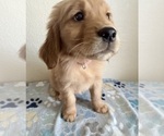 Small #2 Golden Retriever