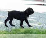 Small #4 Cane Corso