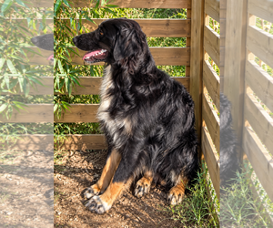Australian Shepherd Dogs for adoption in Dallas, TX, USA