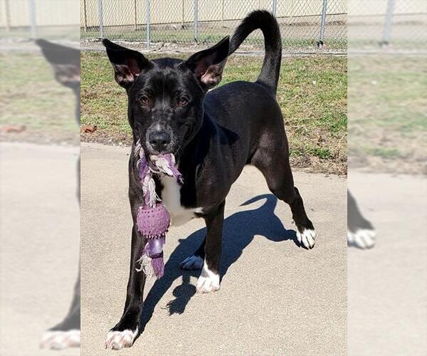 Medium Photo #3 Labrador Retriever-Unknown Mix Puppy For Sale in Decatur, IL, USA