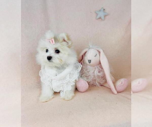 Medium Photo #7 Maltese Puppy For Sale in FORT LAUDERDALE, FL, USA
