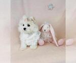 Small Photo #7 Maltese Puppy For Sale in FORT LAUDERDALE, FL, USA