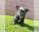 Small Photo #87 French Bulldog Puppy For Sale in MEMPHIS, TN, USA