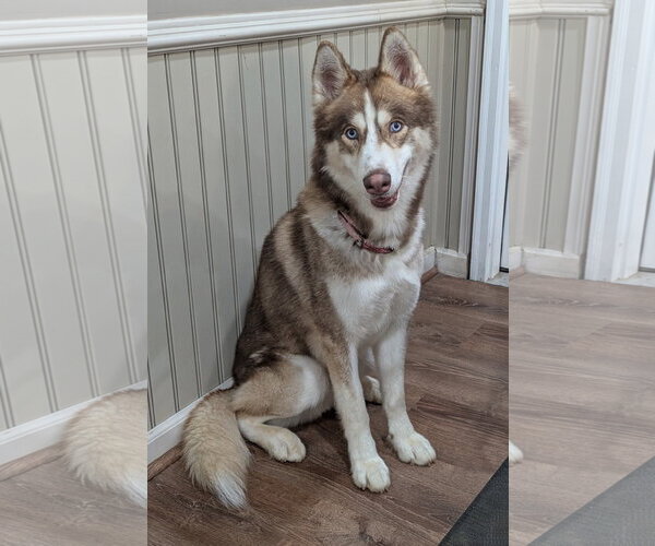 Medium Photo #1 Siberian Husky Puppy For Sale in Lexington, SC, USA
