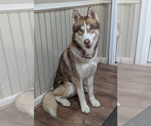 Siberian Husky Dogs for adoption in Lexington, SC, USA