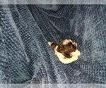 Small Photo #9 Shih Tzu Puppy For Sale in THE WOODLANDS, TX, USA
