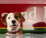 Small #7 Labrador Retriever Mix