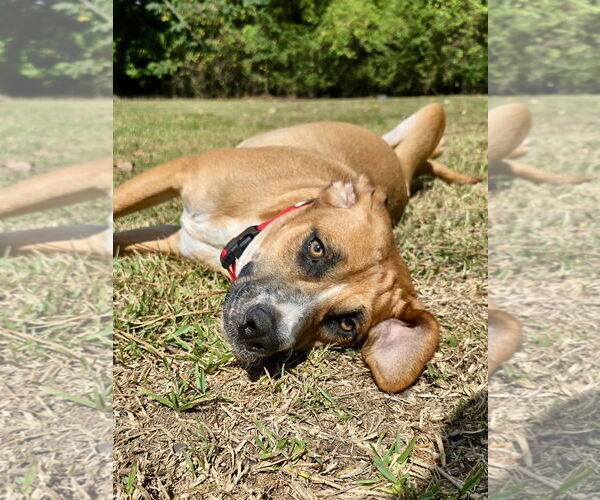 Medium Photo #1 American Foxhound-Unknown Mix Puppy For Sale in Texarkana, TX, USA