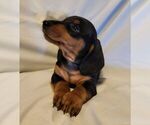 Small #2 Dachshund
