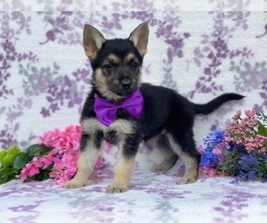 German Shepherd Dog Puppy for sale in LANCASTER, PA, USA