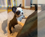 Small #3 French Bulldog