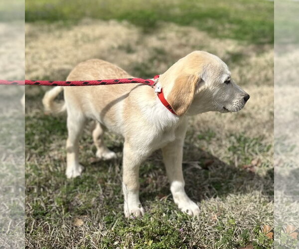 Medium Photo #4 Great Pyrenees-Unknown Mix Puppy For Sale in Yardley, PA, USA