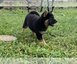 Small Photo #3 Shiba Inu Puppy For Sale in MERRITT IS, FL, USA