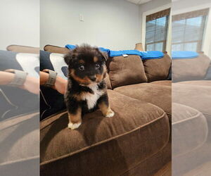 Mutt Dogs for adoption in Mooresville, NC, USA