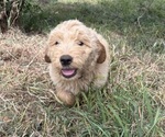 Small #4 Goldendoodle