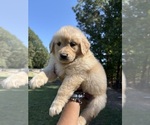 Small Golden Retriever
