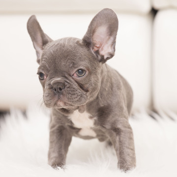 Medium Photo #3 French Bulldog Puppy For Sale in LOX, FL, USA