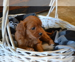 Small #3 Cavapoo (Miniature)