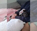 Small Photo #6 Chiweenie Puppy For Sale in St. Louis Park, MN, USA