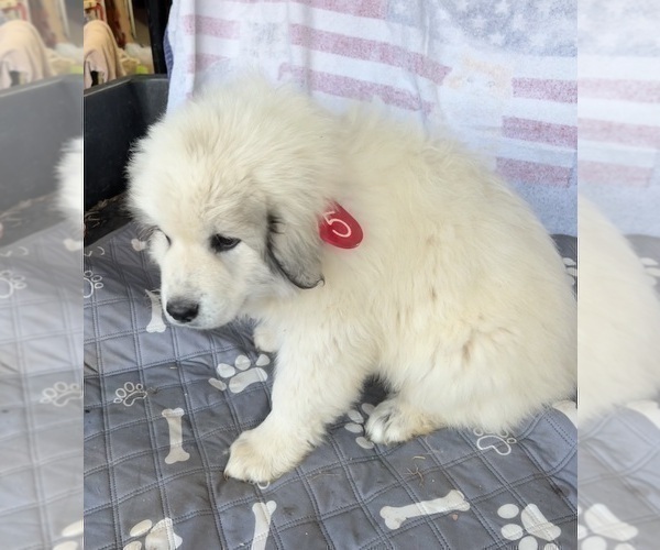 Medium Photo #4 Great Pyrenees Puppy For Sale in RUTHER GLEN, VA, USA