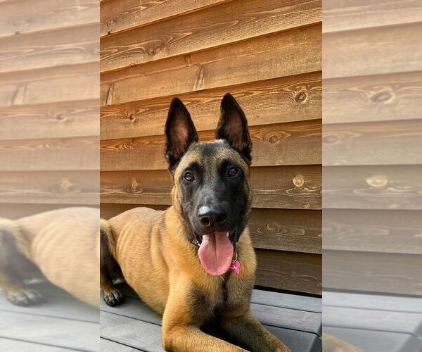 Medium Photo #1 Mutt Puppy For Sale in Imlay City, MI, USA