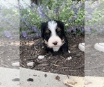 Small #6 Bernedoodle