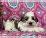 Small Photo #2 Havanese Puppy For Sale in LANCASTER, PA, USA