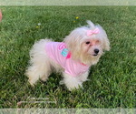 Small Photo #2 Maltese Puppy For Sale in BREA, CA, USA