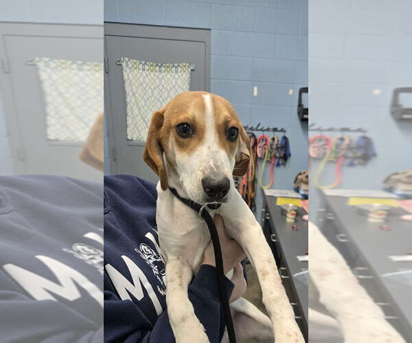 Medium Photo #1 Beagle-Unknown Mix Puppy For Sale in Evansville, IN, USA