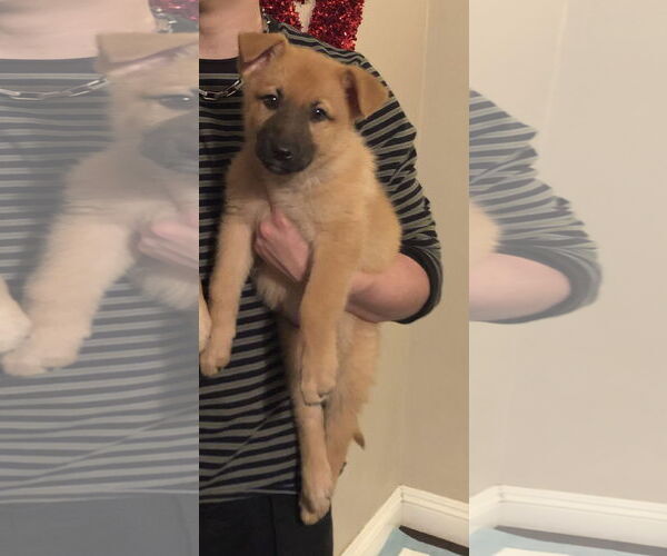 Medium Photo #6 German Shepherd Dog Puppy For Sale in San Bernardino , CA, USA