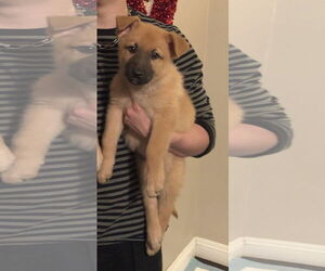 Leota - Female German Shepherd Dog Dog for Adoption - Photo #6