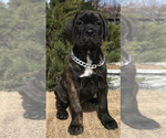 Small Photo #1 Cane Corso Puppy For Sale in LOYALTON, CA, USA