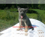 Small #2 German Shepherd Dog