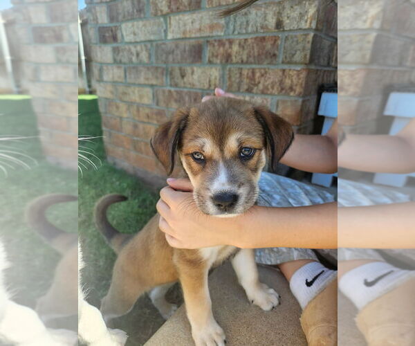 Medium Photo #2 Border Collie-Unknown Mix Puppy For Sale in OKLAHOMA CITY, OK, USA