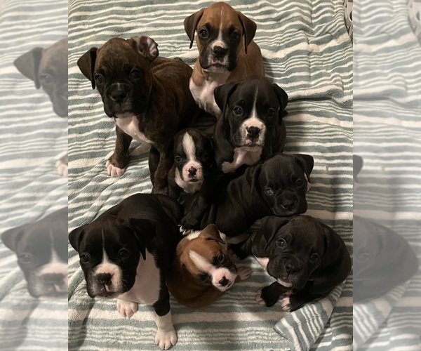 Medium Photo #1 Boxer Puppy For Sale in CHATFIELD, MN, USA