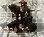 Small Photo #1 Boxer Puppy For Sale in CHATFIELD, MN, USA