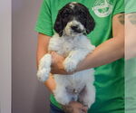 Small #2 Spaniel Mix