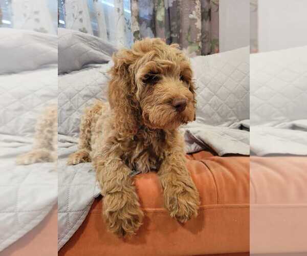 Medium Photo #10 Goldendoodle Puppy For Sale in WASHINGTON, DC, USA