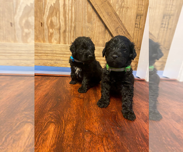 Medium Photo #7 Goldendoodle Puppy For Sale in MANNFORD, OK, USA