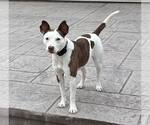 Small #1 American Staffordshire Terrier Mix