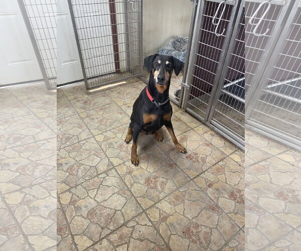 Medium Photo #5 Doberman Pinscher Puppy For Sale in Devine, TX, USA