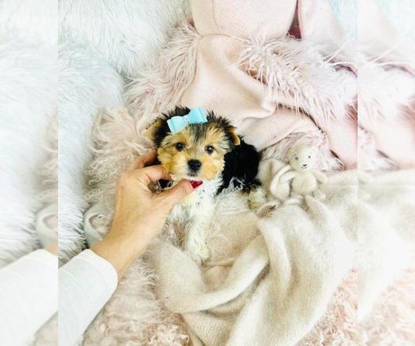 Medium Photo #2 Morkie Puppy For Sale in PEMBROKE PINES, FL, USA