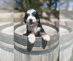 Small Photo #4 Bernedoodle (Miniature) Puppy For Sale in MENIFEE, CA, USA