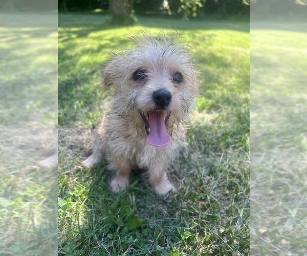 Medium Photo #3 Morkie Puppy For Sale in DURHAM, CT, USA