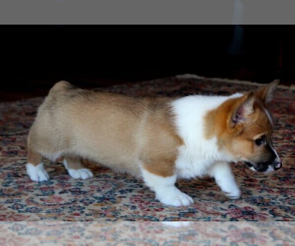Medium Photo #8 Pembroke Welsh Corgi Puppy For Sale in FAIR GROVE, MO, USA