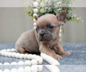 Medium Faux Frenchbo Bulldog