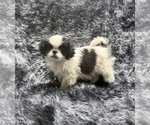 Small #2 Japanese Chin