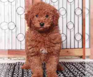 Goldendoodle (Miniature) Puppy for sale in NAPLES, FL, USA