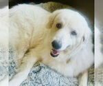 Small #12 Great Pyrenees