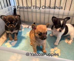 Chihuahua Puppy for sale in CENTER HILL, FL, USA